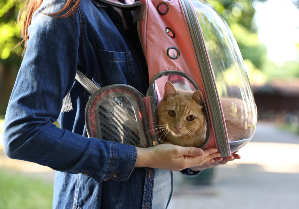 The Importance of a Reliable Pet Carrier